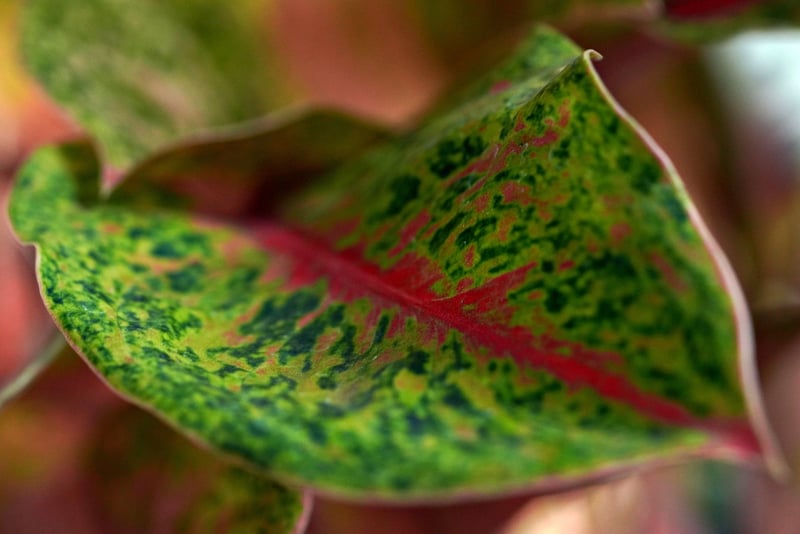 Indoor Plants